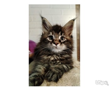 Purebred Maine Coon Kittens For Adoption