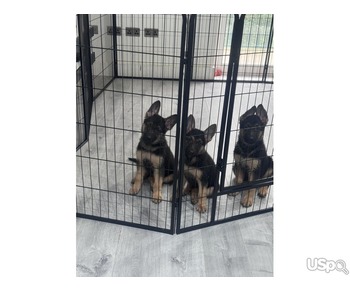 Four German Shepherd Puppies For Sale