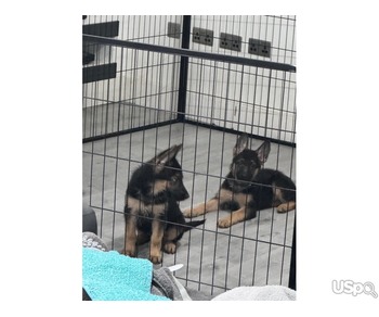 Four German Shepherd Puppies For Sale