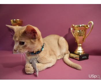 Abyssinian kitten club