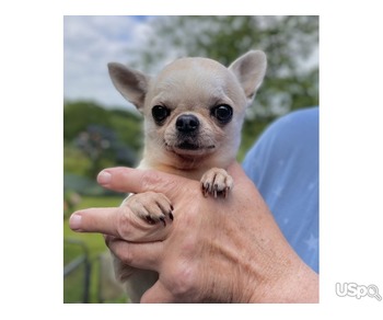 Tiny chihuahua puppies for adoption