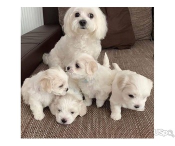 White Maltese puppy's for adoption