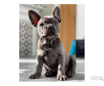 FEMALE FRENCH BULL DOG PUPPY