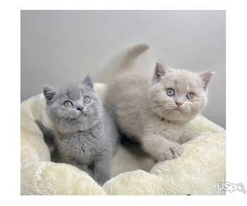 BRITISH SHORTHAIR KITTENS