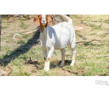 Full Blood Live Boer Goats for Sale