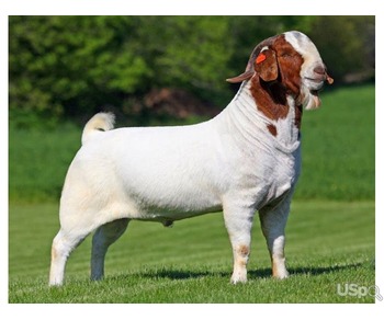 Full Blood Live Boer Goats for Sale