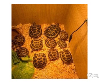 Horsefield baby tortoises