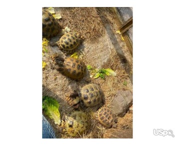 Horsefield baby tortoises