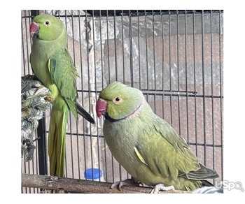 Pair ofIndian ringnecks