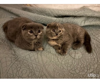 Scottish fold kittens