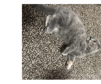 Scottish fold kittens