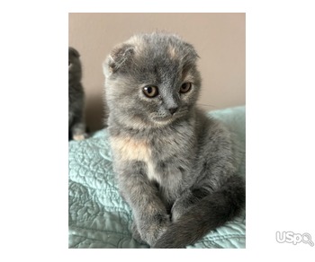 Scottish fold kittens