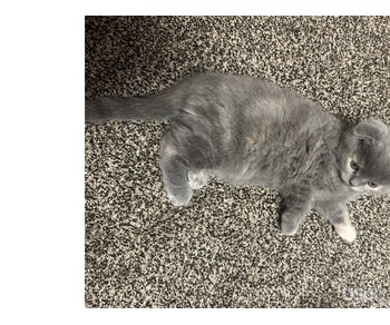 Scottish fold kittens