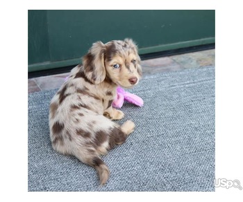 FEMALE DACHSHUND PUPPY