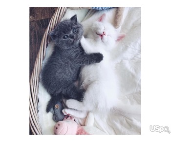 White and Gray Scottish Fold kittens For Adoption