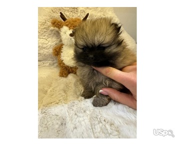 Small Poms puppies available