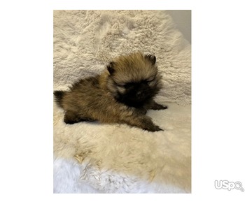 Small Poms puppies available