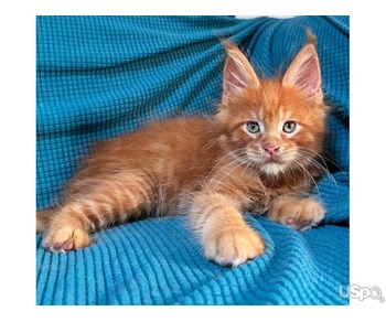 Stunning Maine Coons kittens For Sale