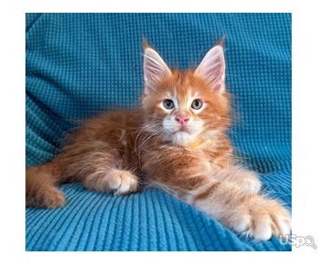 Stunning Maine Coons kittens For Sale