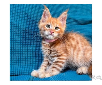 Stunning Maine Coons kittens For Sale