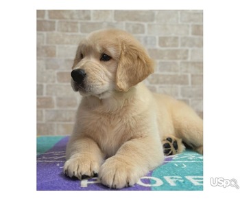 Golden Retriever puppies for sale