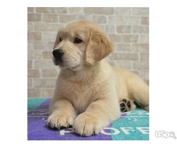 Golden Retriever puppies for sale