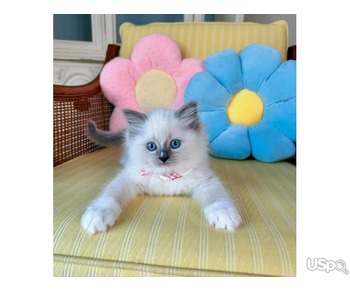 Pure Ragdoll kitten 2 months ready