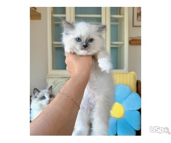 Pure Ragdoll kitten 2 months ready