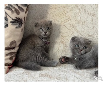 lovely Scottish Fold kitten Ready