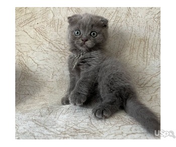 lovely Scottish Fold kitten Ready