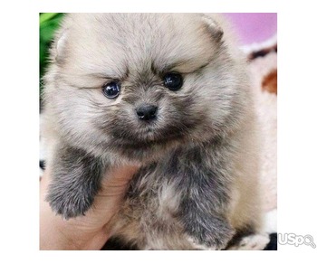 Beautiful merle Pomeranian puppy