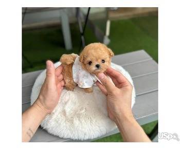 Amazing teacup puppy