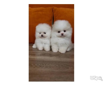 Mini Pomeranian puppies for adoption