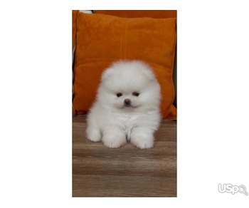 Mini Pomeranian puppies for adoption