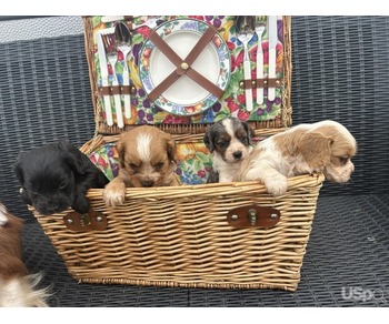 Two Beautiful cavalier king charles boys