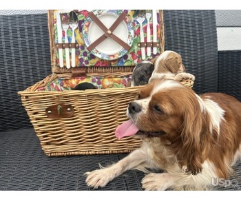 Two Beautiful cavalier king charles boys