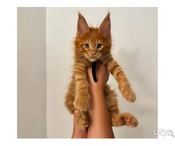 Purebred Maine Coons kittens For Sale