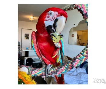 Selling handreared harlequin macaws and eggs