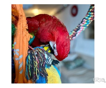 Selling handreared harlequin macaws and eggs