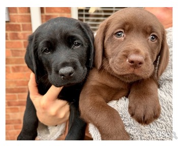 Purebred Labrador Puppies For Sale