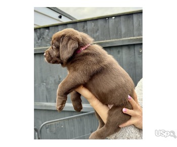 Purebred Labrador Puppies For Sale