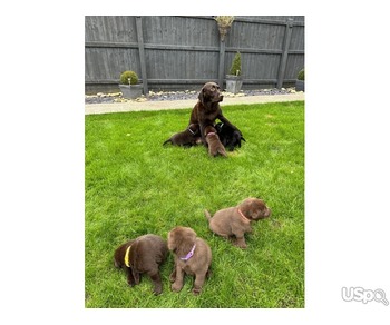 Purebred Labrador Puppies For Sale