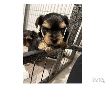 Yorkshire Terrier Puppies for Sale Still Available via in here