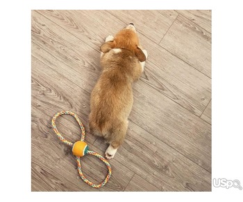 Pembroke Welsh Corgi Puppy