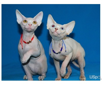 White females sphynx with pedigree