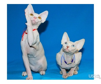 White females sphynx with pedigree