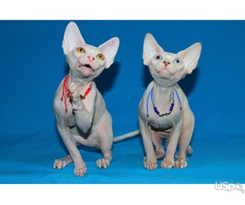 White females sphynx with pedigree