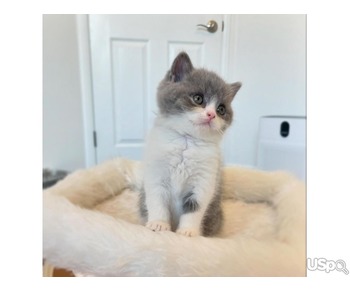 Boy British Shorthair  Available