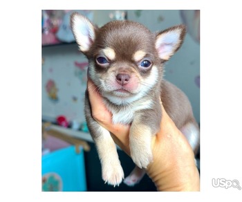 Super playful Chihuahua Puppies For Sale