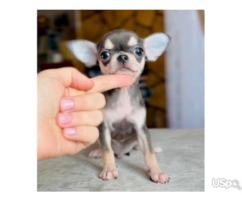 Super playful Chihuahua Puppies For Sale